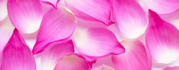 Rózsaszín lótuszvirág szirmok háttér. - Fotó, kép