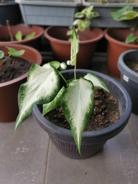 Bild der grün-weißen Caladium bicolor Pflanze. - Foto, Bild