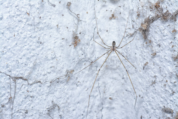 Long-bodied Cellar Spider climbing on the wall - Photo, Image