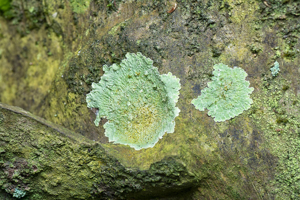 Lichens sur l'écorce de l'arbre - Photo, image