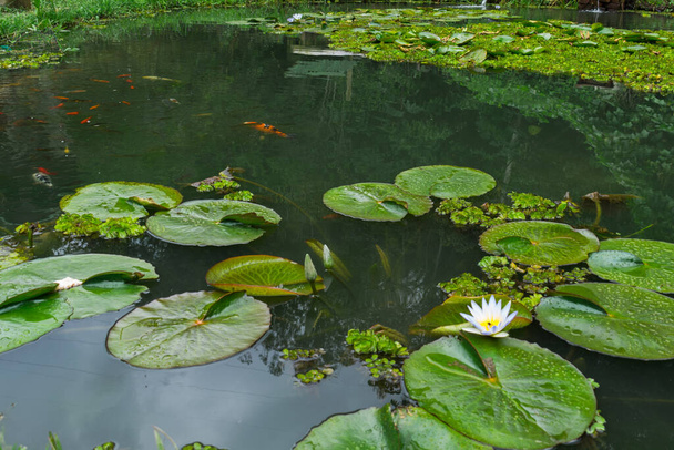 malé jezero s liliemi a rybami - Fotografie, Obrázek