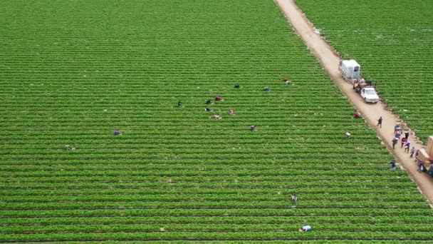 Aereo di persone che lavorano nei campi di frutta, USA. 4K bella fattoria verde, Stati Uniti d'America - Filmati, video
