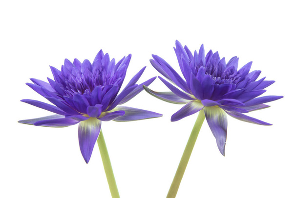 красивый фиолетовый водяной или цветок лотоса изолированы на белом - Фото, изображение