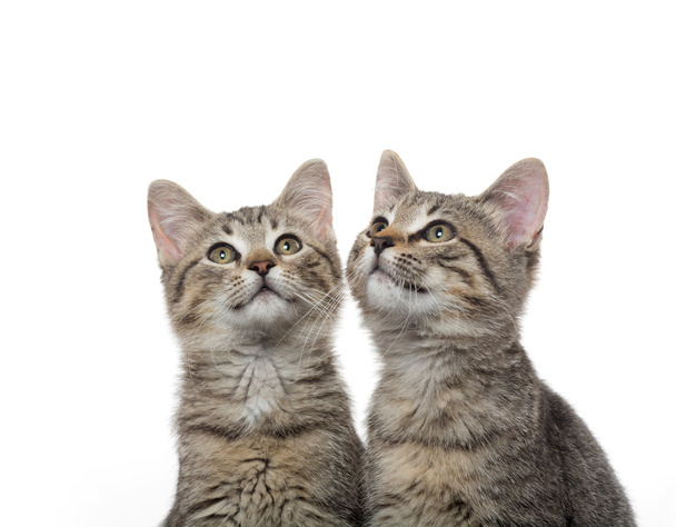 two tabby kittens - Foto, afbeelding