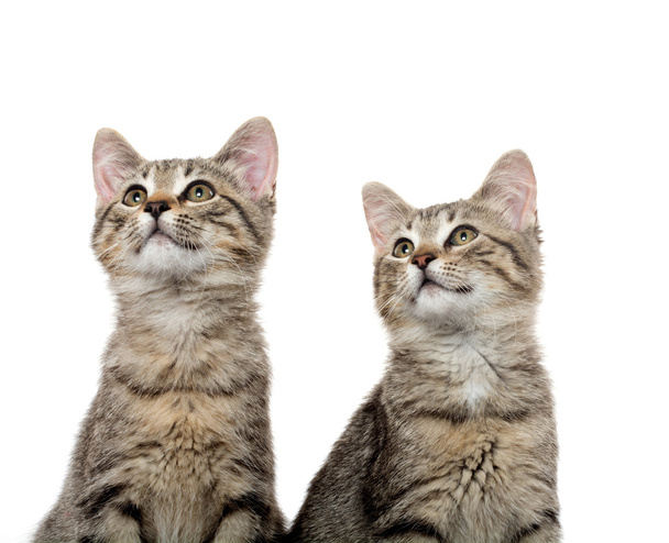 twee tabby kittens - Foto, afbeelding