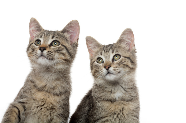 dois gatinhos de mesa
 - Foto, Imagem