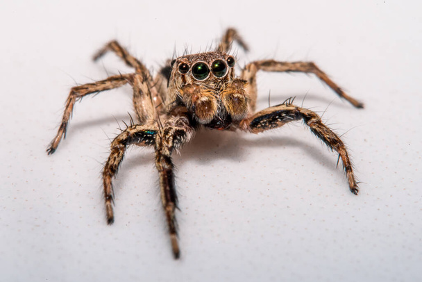 Small hairy creepy jumping spider close up. - Photo, Image