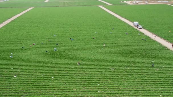 Travailleurs saisonniers cueillant des fraises dans une ferme agricole verte, États-Unis - Séquence, vidéo