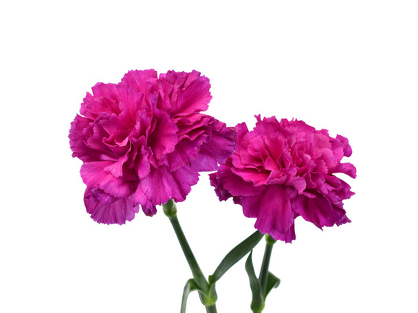 belles fleurs d'oeillet violet isolé sur fond blanc - Photo, image