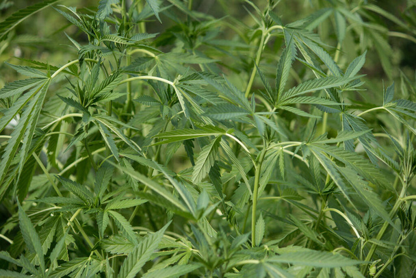 Cannabis plant growing in july with nice healthy green leaves  - Zdjęcie, obraz