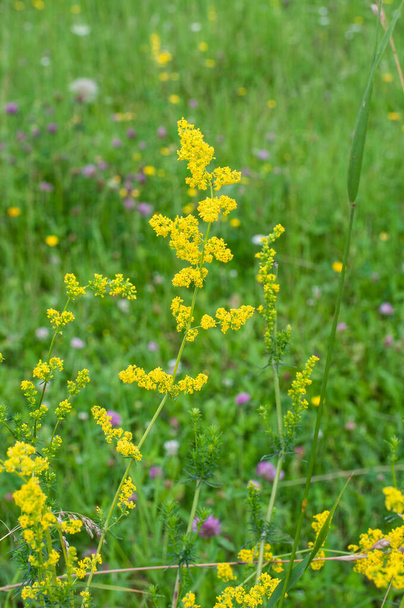 крупным планом мелких желтых цветков галиевой вершины или желтой соломы на лугу - Фото, изображение