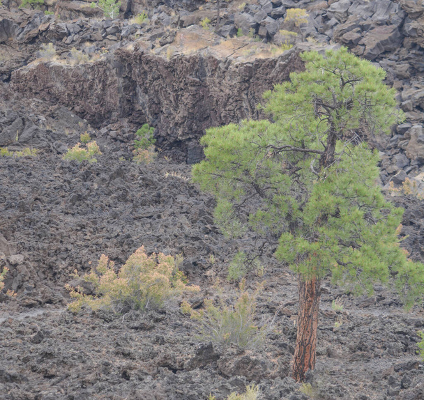日没クレーター火山溶岩プールはボニトの溶岩流から形成された。溶岩岩の上に生えているポンデローサ松の木。北アリゾナで - 写真・画像