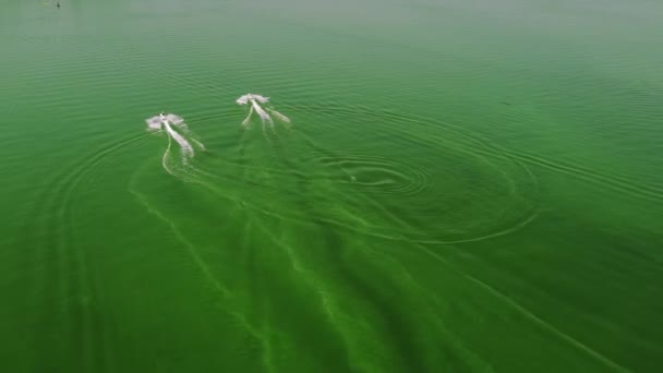 Δύο άνθρωποι στα τζετ σκι κολυμπούν σε μια περλέ επιφάνεια πράσινου νερού με κυματισμούς. Πυροβολισμός με βόμβα. Άποψη από ψηλά - Πλάνα, βίντεο