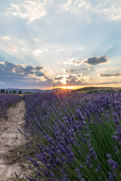 sunset of a lavender field with clouds - Photo, Image