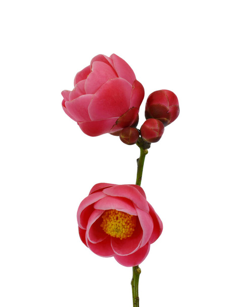 Schöne Kamelienblüte (Camellia amplexicaulis flower) isoliert auf weißem Hintergrund - Foto, Bild