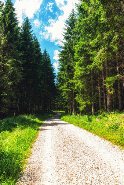 Droga żwirowa prowadząca do lasu, Górna Austria. - Zdjęcie, obraz