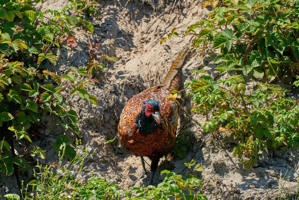  Un uccello fagiano si erge su un prato in mezzo ai fiori del campo e all'erba.      - Foto, immagini