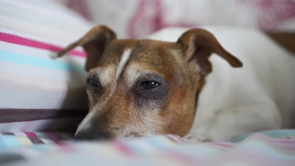 funny Jack Russell terrier lies on bed falls asleep closeup - Кадри, відео