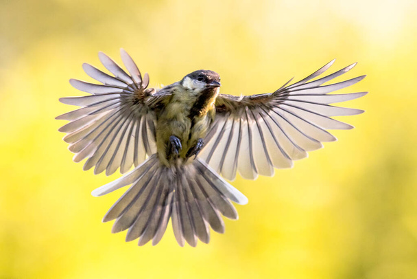 Nagy cici (Parus Major) madár repülés elõtt leszállás látható elterjedt toll - Fotó, kép