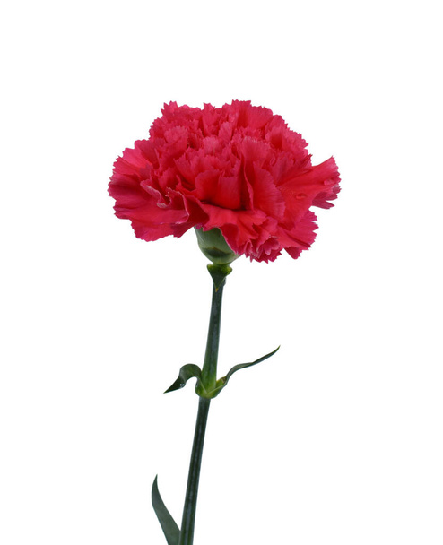 красивый красный гвоздичный цветок на белом фоне - Фото, изображение