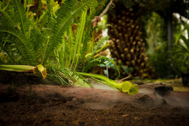 Pokrywa mięsożerne rośliny w porannej mgle w lesie deszczowym - Zdjęcie, obraz