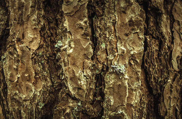 A textura da casca marrom de uma árvore na floresta
 - Foto, Imagem