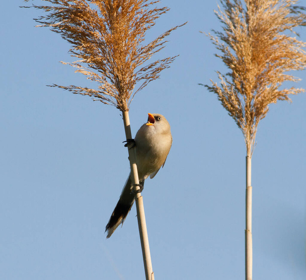 Vousatý rákos, Panurus biarmicus. Mladý pták sedí na třtinovém stonku u řeky proti modré obloze - Fotografie, Obrázek