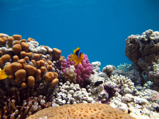 Clown fish amphiprion (Amphiprioninae). Red sea clown fish. - Photo, Image