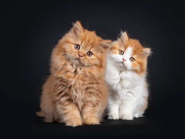 Fluffy duo van Britse Longhair kittens, die naast elkaar staan. Kijkend naar camera met schattig hoofd kantelen. Geïsoleerd op zwarte achtergrond. - Foto, afbeelding