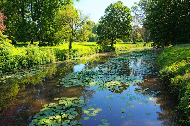水面にユリのパッドと湖に沿って古い木や茂みと池の絵のような風景の景色。風景ArboertumウクライナのBila TserkvaにあるOleksandriya 。夏の晴れた日. - 写真・画像