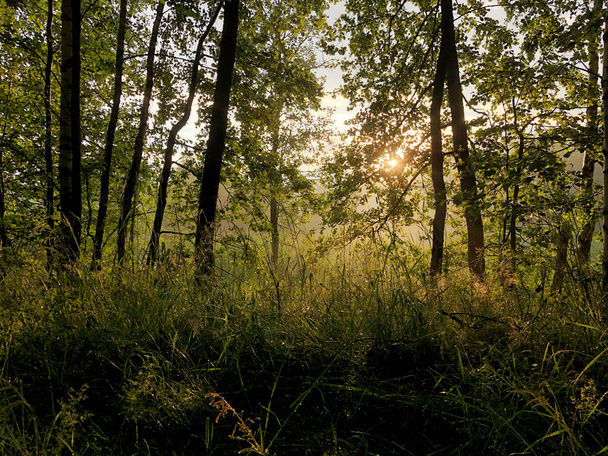 Луч Света светит сквозь деревья в летнем лесу. Национальный день парков - Фото, изображение