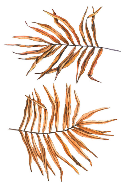 Conjunto de aquarela folhas de palma secas. A ilustração desenhada à mão é isolada em branco. ramos secos são perfeitos para tecido têxtil, design boho, convite de casamento, cartaz interior, papel de parede floral
 - Foto, Imagem