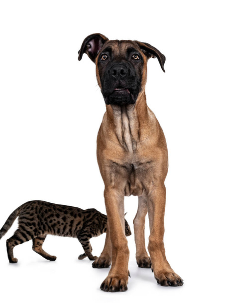 Handsome Boerboel / Malinois crossbreed dog, standig facing front. Head up, looking at camera with mesmerizing light eyes. Isolated on white background. Cat photobomb on background. - Photo, Image