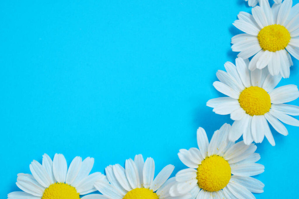 Haufen frischer medizinischer römischer Kamillenblüten auf blauem Hintergrund. - Foto, Bild