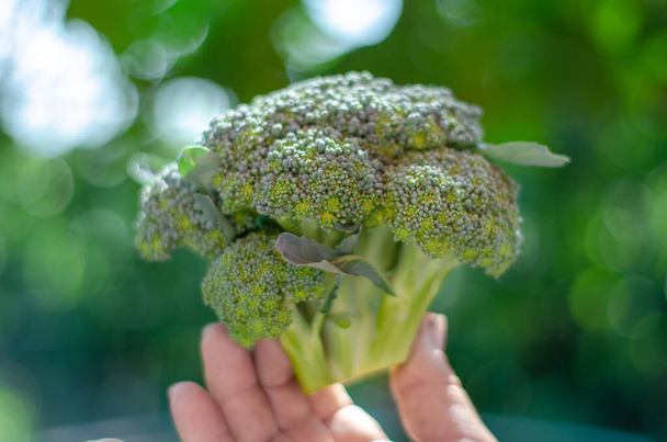 fresca cabeza de brócoli verde maduro en una mano, jardín al aire libre
 - Foto, imagen