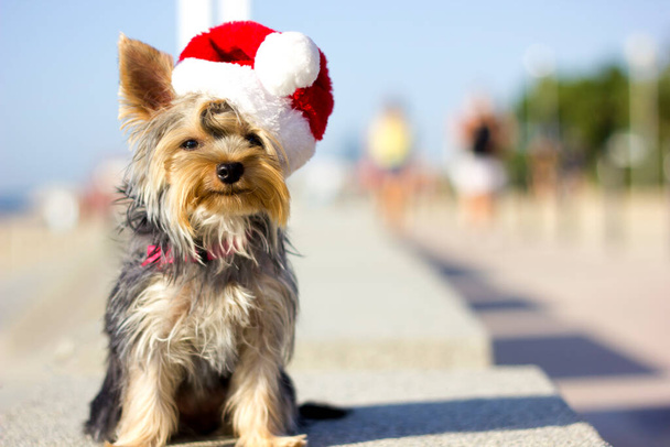 Un pequeño cachorro Yorkshire terrier sentado en un banco en la costa con un sombrero rojo de Santa Claus. Vacaciones de Año Nuevo y Navidad en la playa con su perro. Mascotas mirando la cámara
. - Foto, imagen
