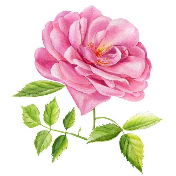 Rózsa. Kézzel festett botanikai illusztráció Elszigetelt tárgyak fehér háttér - Fotó, kép
