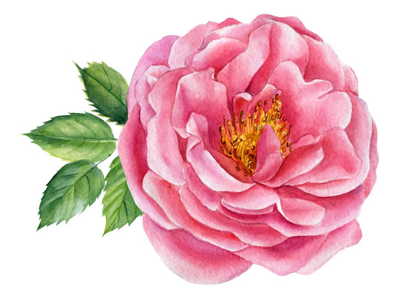 Розовый цветок, Роза. Ботаническая иллюстрация Изолированные объекты на белом фоне - Фото, изображение