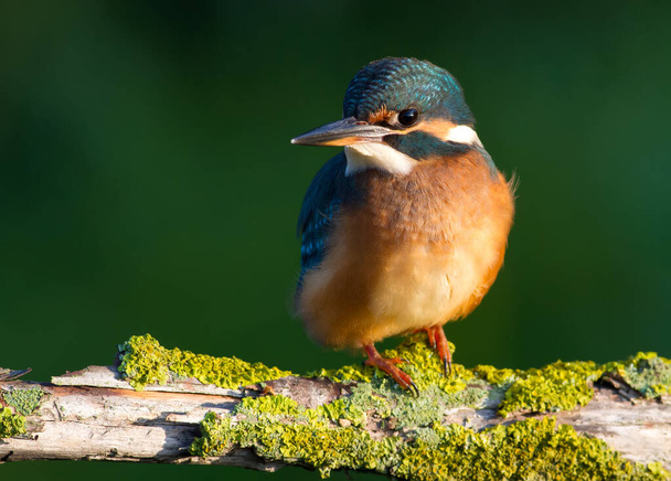 Common kingfisher, Alcedo atthis. Sunny day, a young bird sitting by the river on a beautiful branch, peering into the water, waiting for a fish - 写真・画像