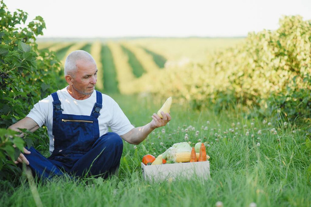 Man with wooden box of vegetables in field. Farming - Foto, imagen