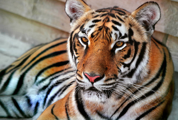 Retrato de tigre de Amur. Cara de tigre
.  - Foto, imagen