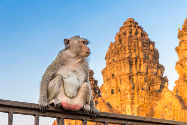 Arka planda bir pagoda ile çitte oturan maymun Lopburi Thailan - Fotoğraf, Görsel