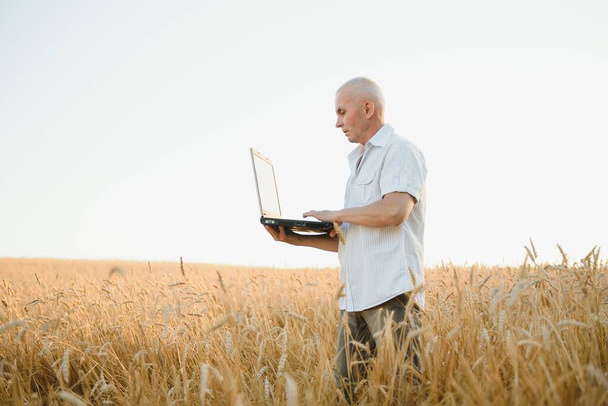 Serious gray haired agronomist or farmer using a tablet while inspecting organic wheat field before the harvest. Back lit sunset photo. - Фото, зображення