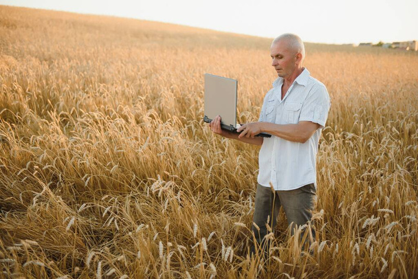 Agriculture, farmer or agronomist inspect quality of wheat in field ready to harvest - Foto, afbeelding