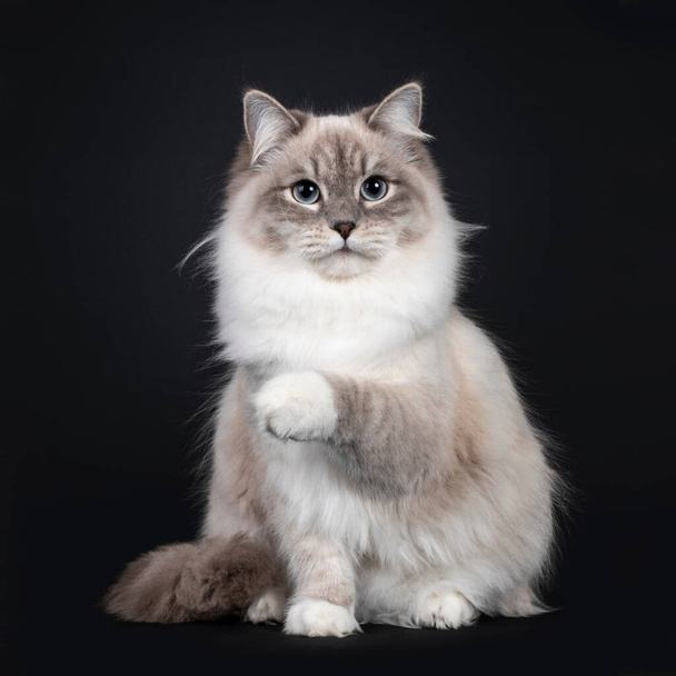 Guapa Neva Masquerade gato sentado frontal. Mirando al lado de la cámara con ojos azules claros. Aislado sobre un fondo negro. Una pata juguetona en el aire
. - Foto, Imagen
