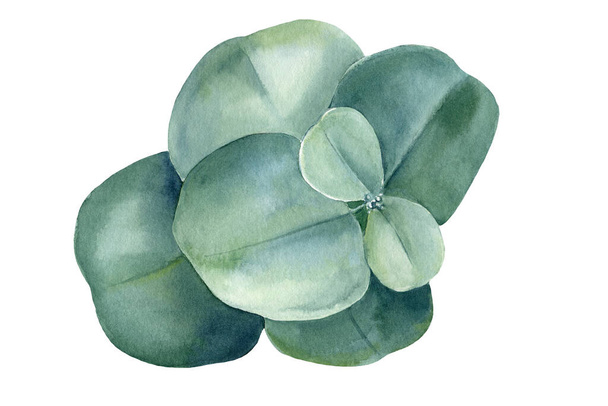 Eucalyptus větev květinové prvky kreslené na izolovaném bílém pozadí, akvarel kliparty, ruční kresba - Fotografie, Obrázek