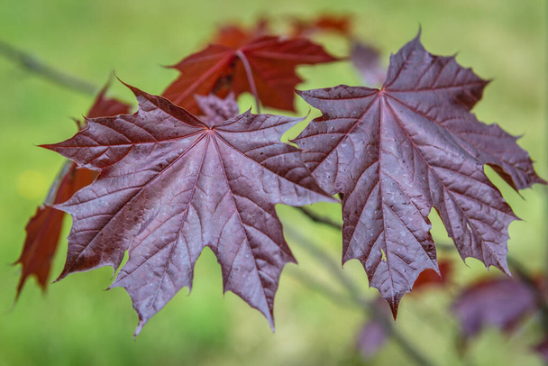 Close up on a leaves of Emerald Queen Maple - Acer platanoides var Royal Red - Photo, Image