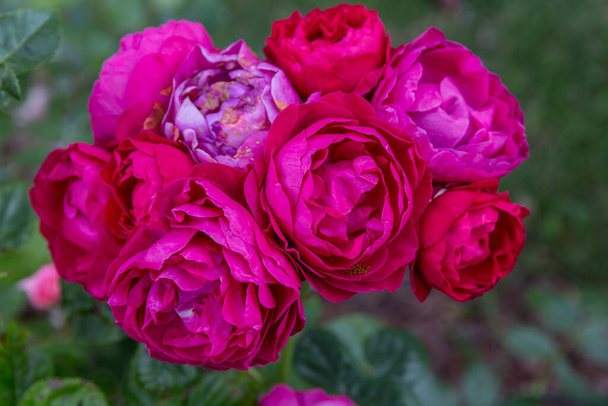 Fioritura rosa in giardino in una giornata di sole. Rose Ascot - Foto, immagini