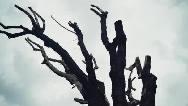 Gołe gałęzie drzew w okresie jesiennym, horror czarne sylwetki bezlistnych gałęzi w lesie, straszne gałęzie na zachmurzonym tle nieba - Materiał filmowy, wideo