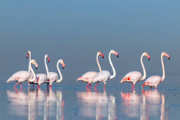 Aves silvestres africanas. Aves de grupo de flamencos africanos rosados caminando alrededor de la laguna azul en un día soleado. Namibia
 - Foto, imagen